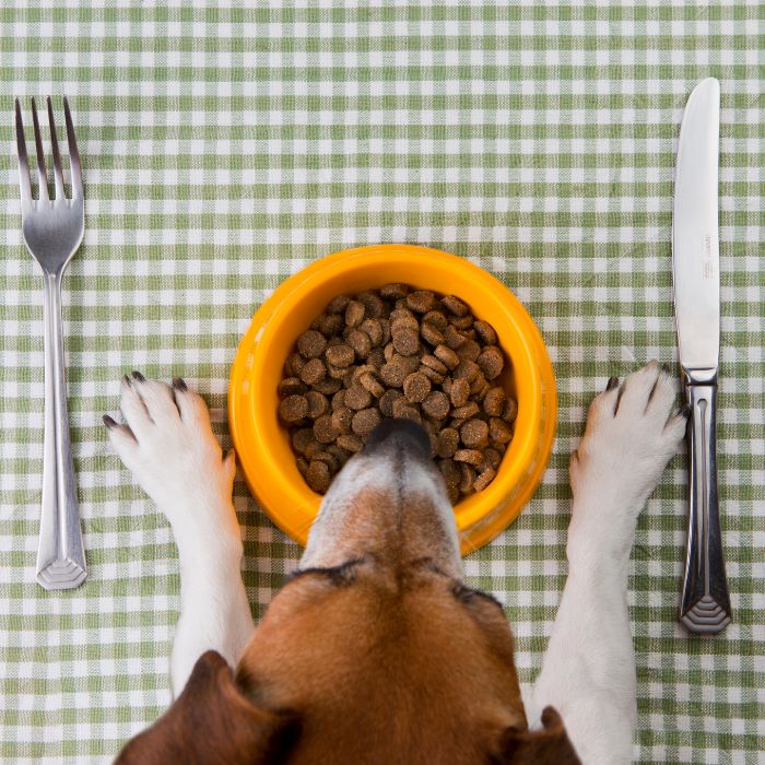 A dog having food