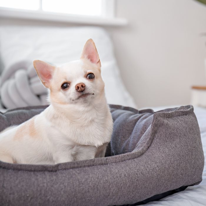 A dog in pet bed at home