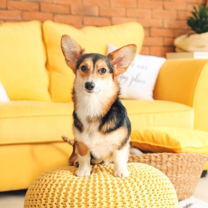 A dog standing on a yellow pouf