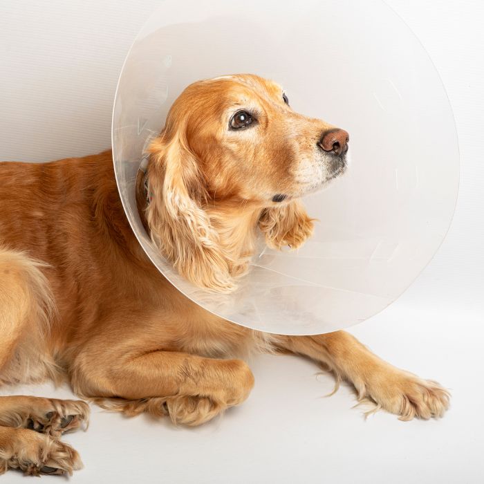 A dog wearing a surgery cone