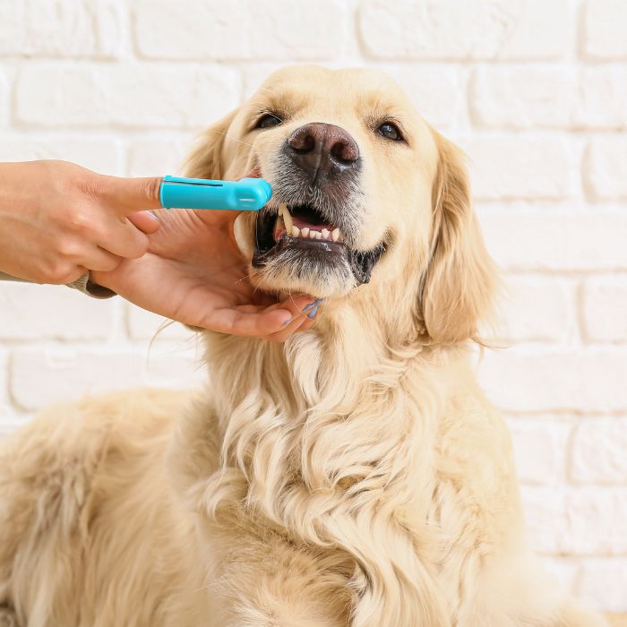 A person brushing a dog's teeth