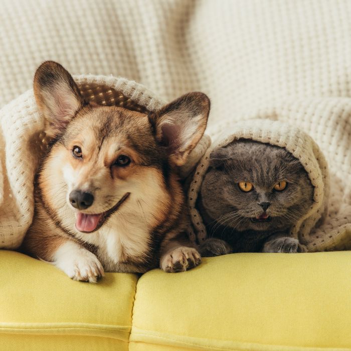 Pets lying under blanket on sofa