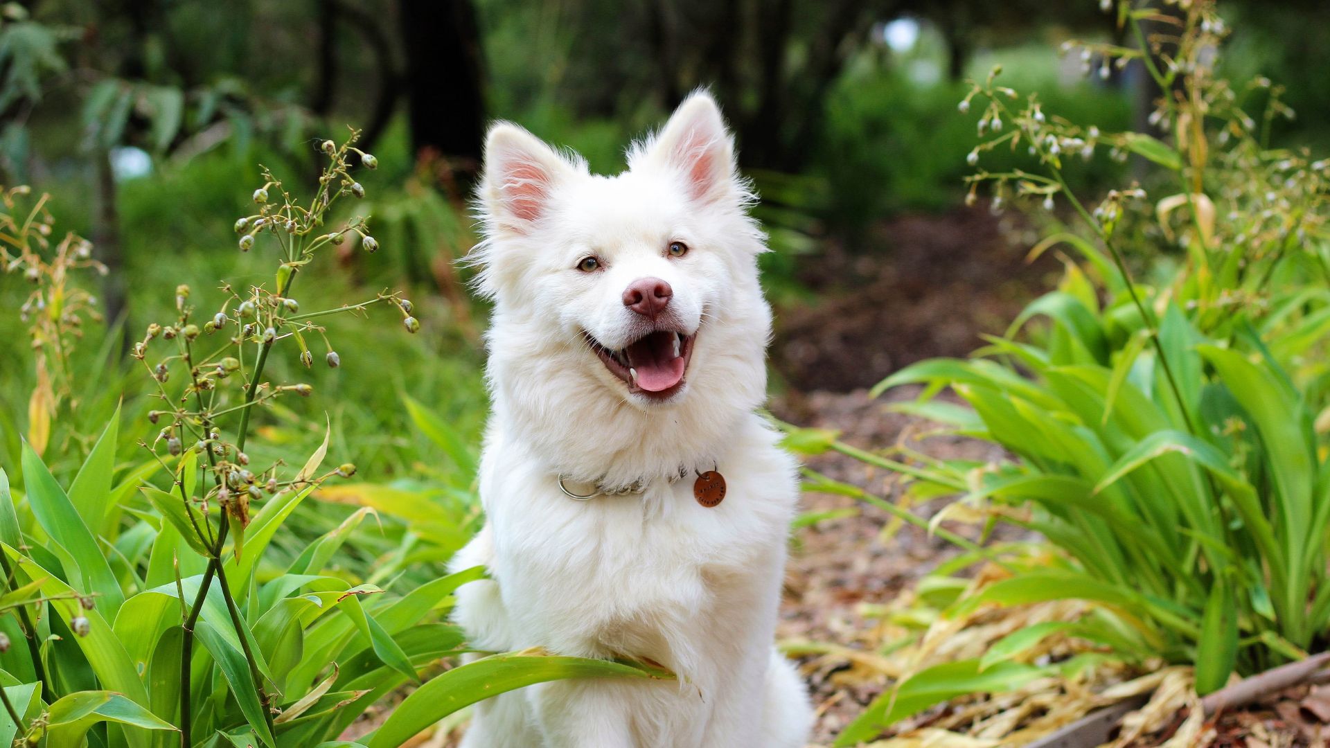 ash creek animal hospital