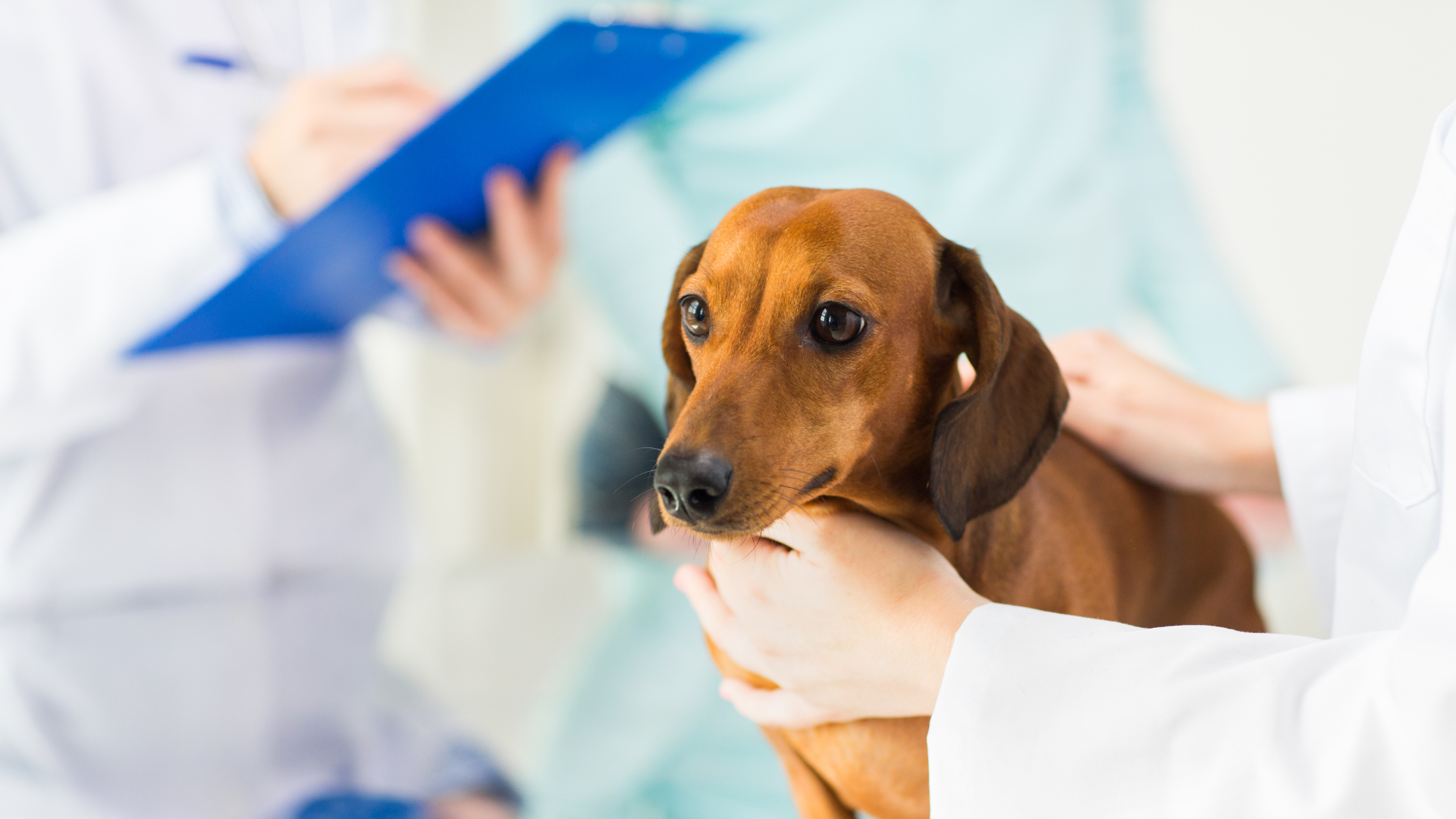 Pet Holistic Medicine In Bridgeport, CT 06605 | Ash Creek Animal Hospital